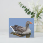 Carte postale Goose (Debout devant)
