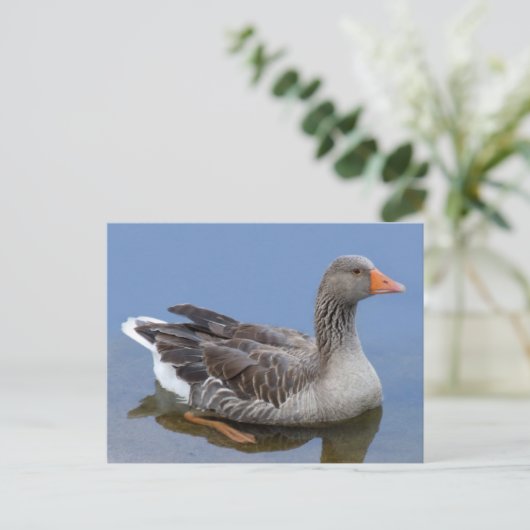 Carte postale Goose (Debout devant)