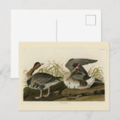 Carte Postale Goose à face blanche (Devant / Derrière)