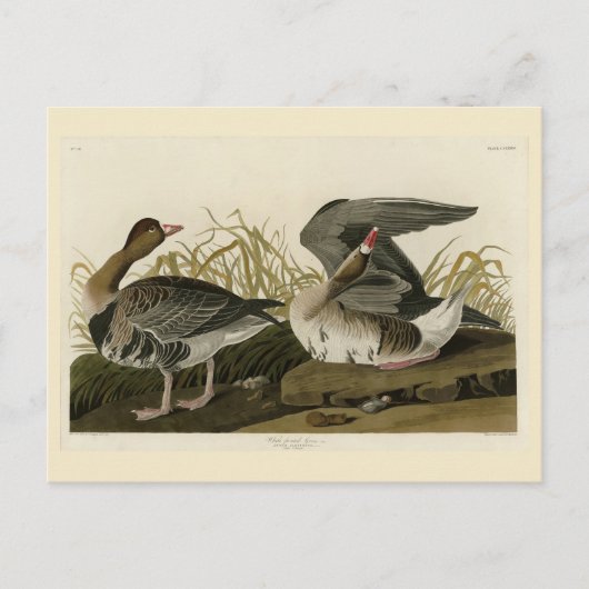 Carte Postale Goose à face blanche (Devant)