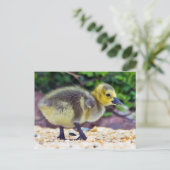 Carte postale Goose Chick (Debout devant)