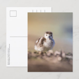 Carte Postale Goose Chick Nature Photo