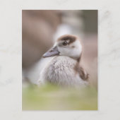 Carte Postale Goose Chick Nature Photo (Devant)