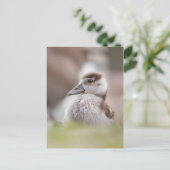 Carte Postale Goose Chick Nature Photo (Debout devant)