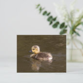 Carte Postale Goose Gosling Canada (Debout devant)