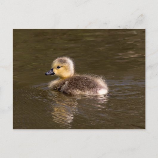 Carte Postale Goose Gosling Canada (Devant)