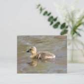 Carte Postale Goose Gosling Canada (Debout devant)