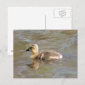 Carte Postale Goose Gosling Canada (Devant / Derrière)