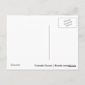 Carte Postale Goose Gosling Canada (Dos)