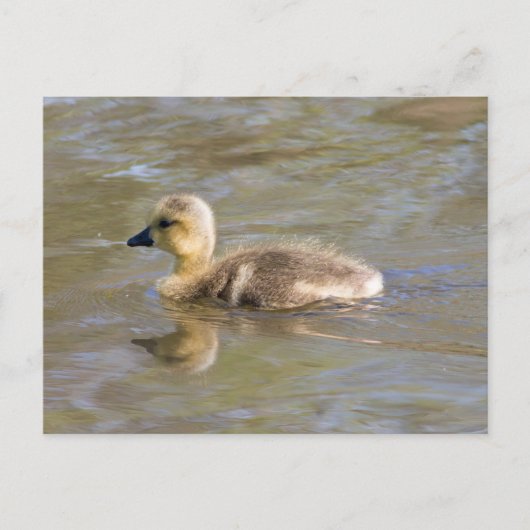 Carte Postale Goose Gosling Canada (Devant)