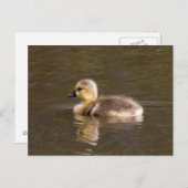 Carte Postale Goose Gosling Canada (Devant / Derrière)