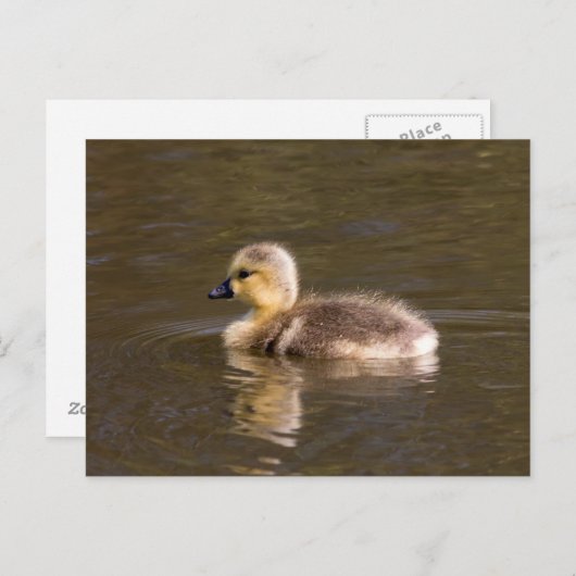Carte Postale Goose Gosling Canada (Devant / Derrière)