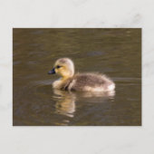 Carte Postale Goose Gosling Canada (Devant)