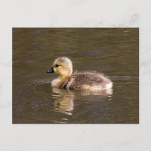 Carte Postale Goose Gosling Canada (Devant)