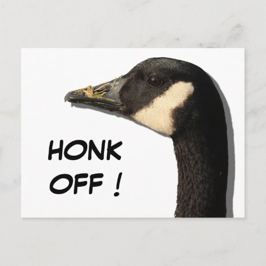 Carte postale Goose Head (Devant)