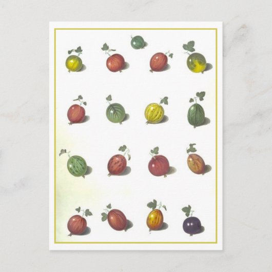Carte postale Gooseberries vintage (Devant)