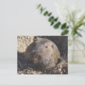 Carte postale Gopher (Debout devant)