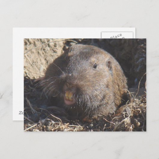 Carte postale Gopher (Devant / Derrière)