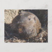 Carte postale Gopher (Devant)