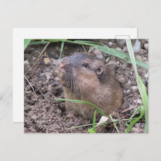 Carte Postale Gopher de poche (Devant / Derrière)