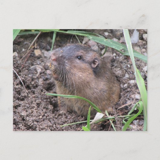 Carte Postale Gopher de poche (Devant)