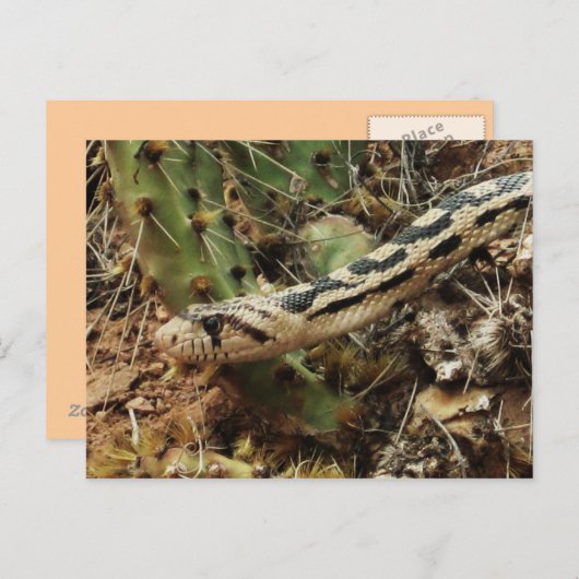 Carte Postale Gopher Snake Blond (Devant / Derrière)