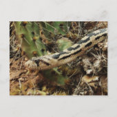 Carte Postale Gopher Snake Blond (Devant)