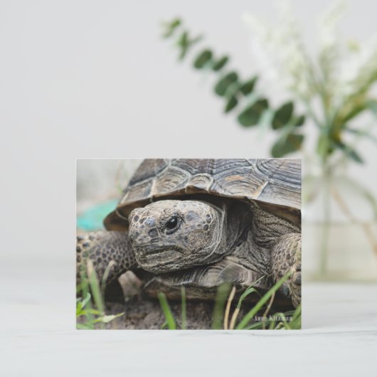 Carte Postale Gopher Tortoise (Debout devant)