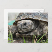 Carte Postale Gopher Tortoise (Devant / Derrière)