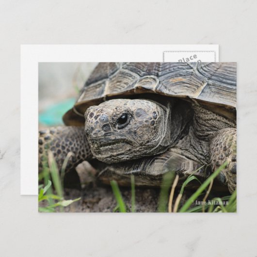 Carte Postale Gopher Tortoise (Devant / Derrière)