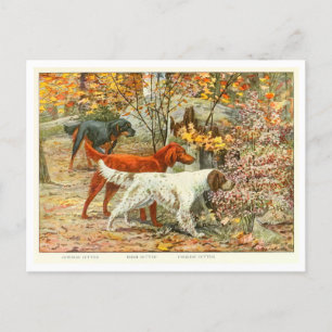 Carte postale Gordon, Irish and English Setter Dog