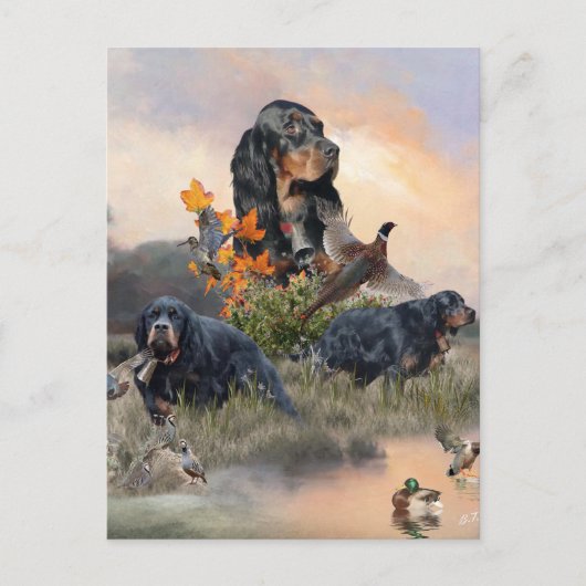 Carte Postale Gordon Setter (Devant)