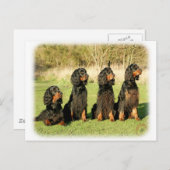 Carte Postale Gordon Setter 9Y105D-080 (Devant / Derrière)