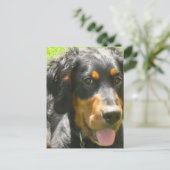 Carte postale Gordon Setter Dog (Debout devant)
