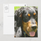 Carte postale Gordon Setter Dog (Devant / Derrière)