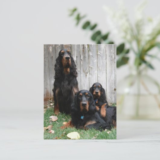 Carte postale Gordon Setter Generations (Debout devant)