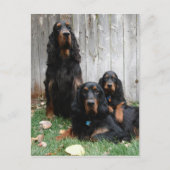 Carte postale Gordon Setter Generations (Devant)