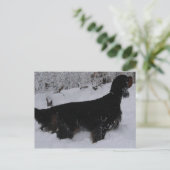 Carte postale Gordon Setter Photo (Debout devant)