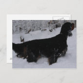 Carte postale Gordon Setter Photo (Devant / Derrière)
