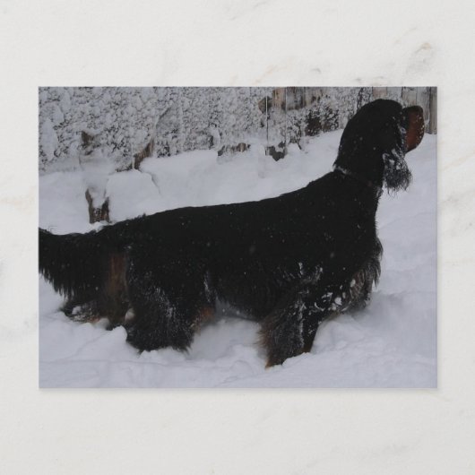 Carte postale Gordon Setter Photo (Devant)