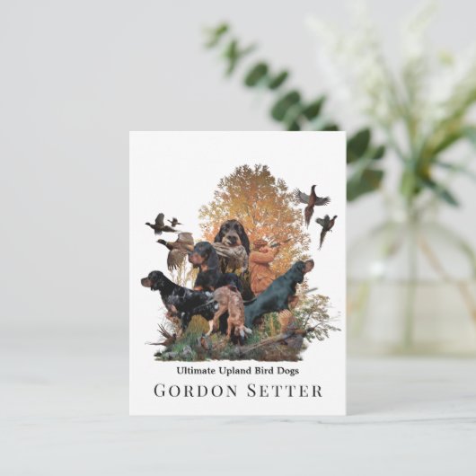 Carte Postale Gordon Setter, saison de chasse (Debout devant)