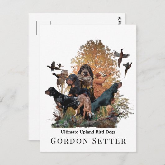 Carte Postale Gordon Setter, saison de chasse (Devant / Derrière)