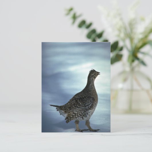 Carte Postale Gorge à queue fine (Debout devant)