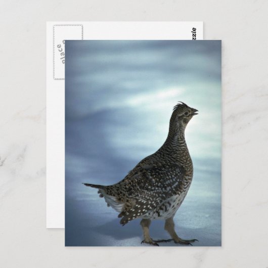 Carte Postale Gorge à queue fine (Devant / Derrière)