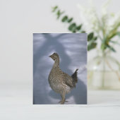 Carte Postale Gorge à queue fine (Debout devant)