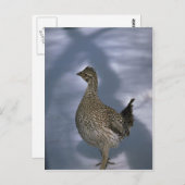 Carte Postale Gorge à queue fine (Devant / Derrière)