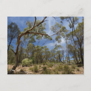 Carte Postale Gorge Alligator, Australie du Sud