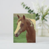 Carte Postale Gorgeous Spring Paint Horse Mare (Debout devant)
