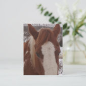 Carte Postale Gorgeous Winter Paint Horse Mare (Debout devant)
