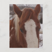 Carte Postale Gorgeous Winter Paint Horse Mare (Devant)